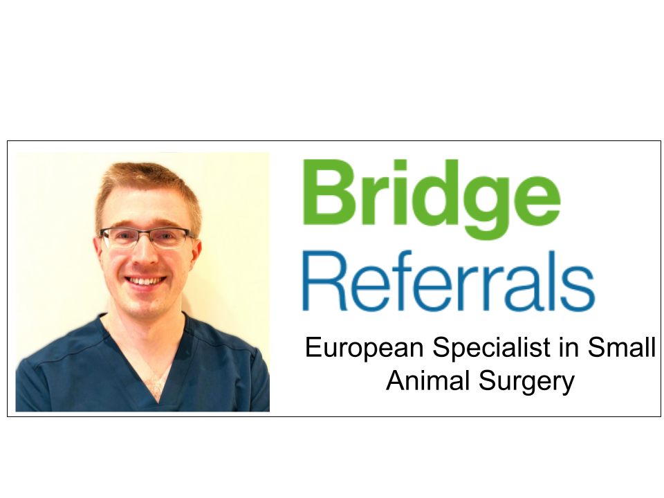 European Specialist in Small Animal Surgery joins the team at Bridge Referrals