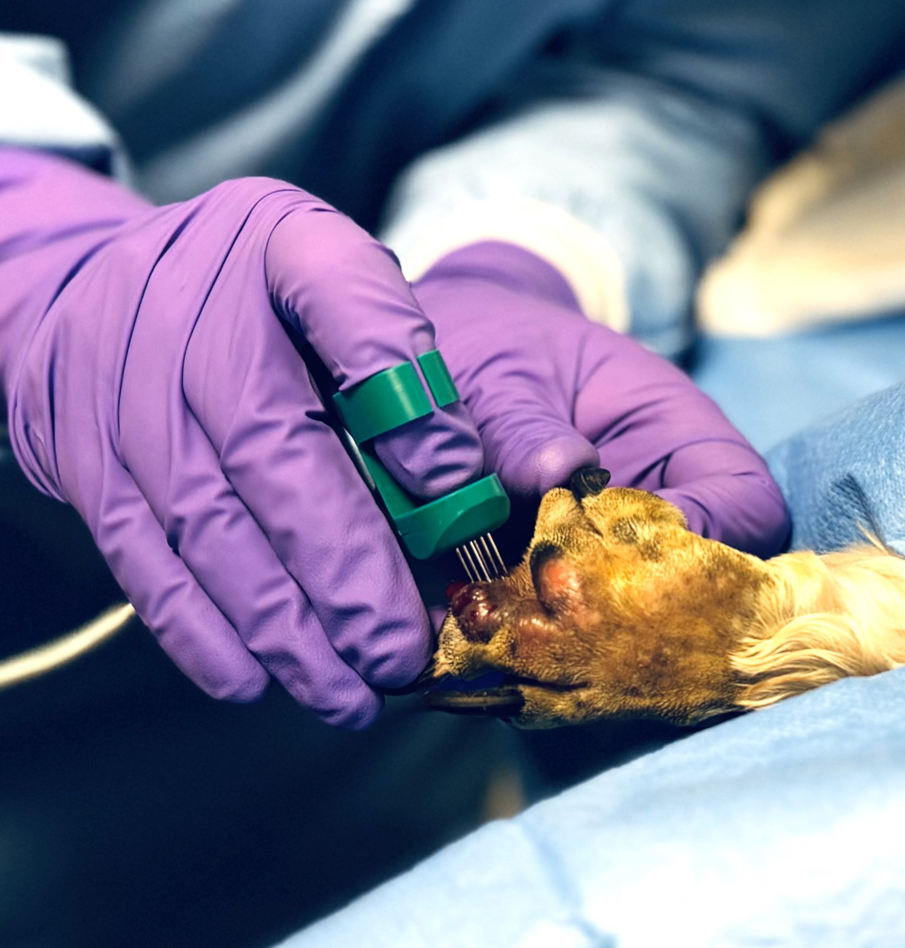 Introducing the use of Electrochemotherapy to Bridge Referrals
