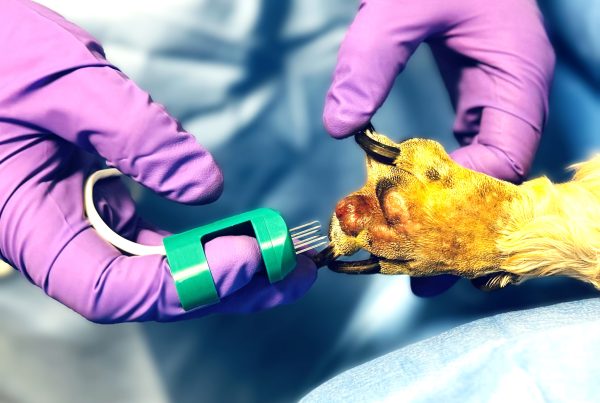 First Electrochemotherapy patient at Bridge Referrals