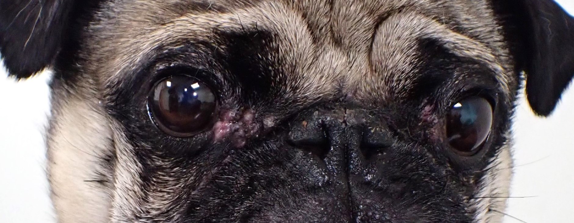 Brachycephalic Ocular Syndrome