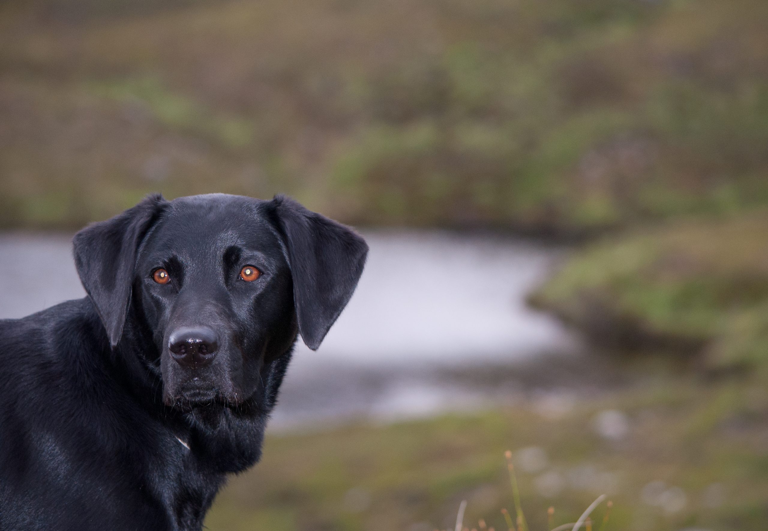 Glucocorticoids and treating Lymphoma in dogs and cats: Thinking twice before using them prematurely in Lymphoma