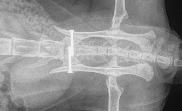 Restoring Stability: Hazel’s Pelvic Fracture Repair