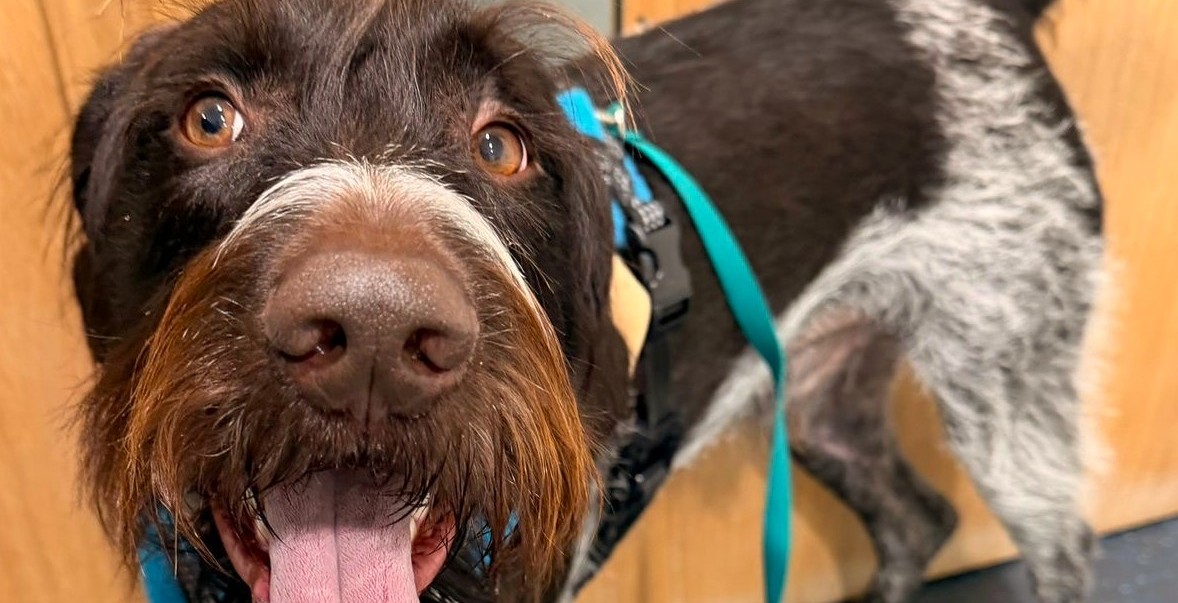 Kes’ Journey: Surgical Repair of a Complex Tibial Fracture