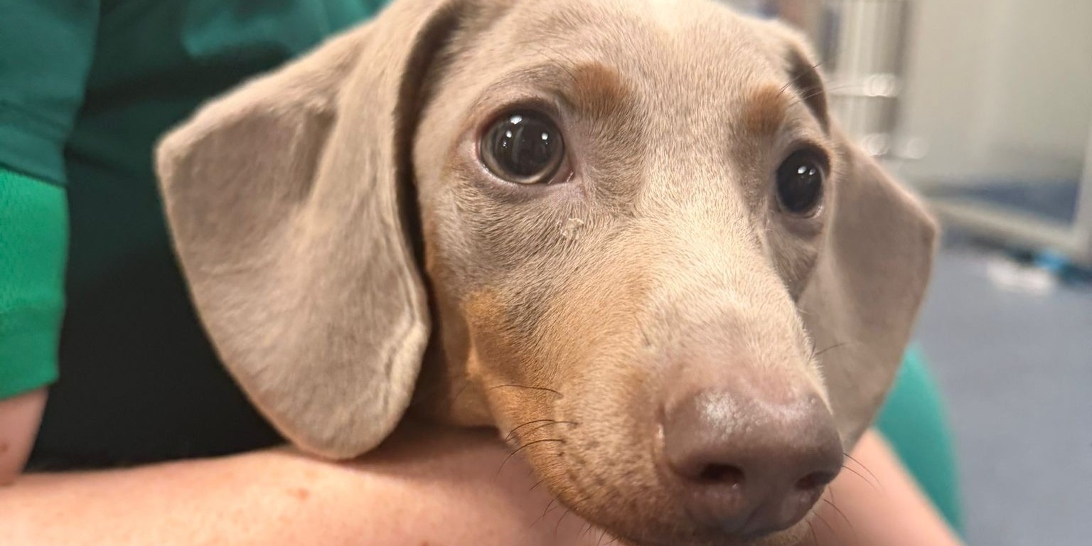 Lily’s Orthopaedic Journey: Precision, Care & Cuddles