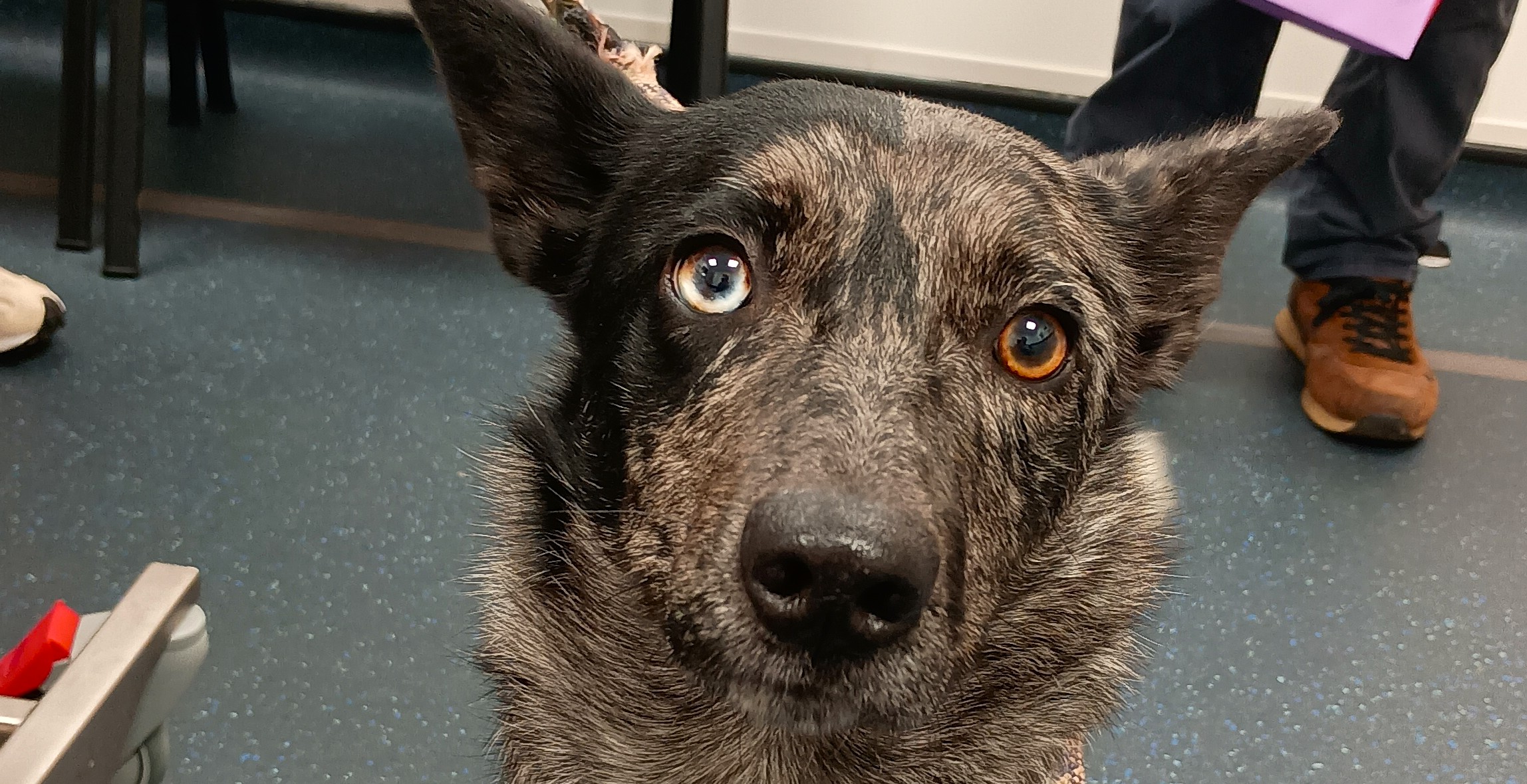 A Sheepdog’s Second Chance: Nell’s PDA Journey