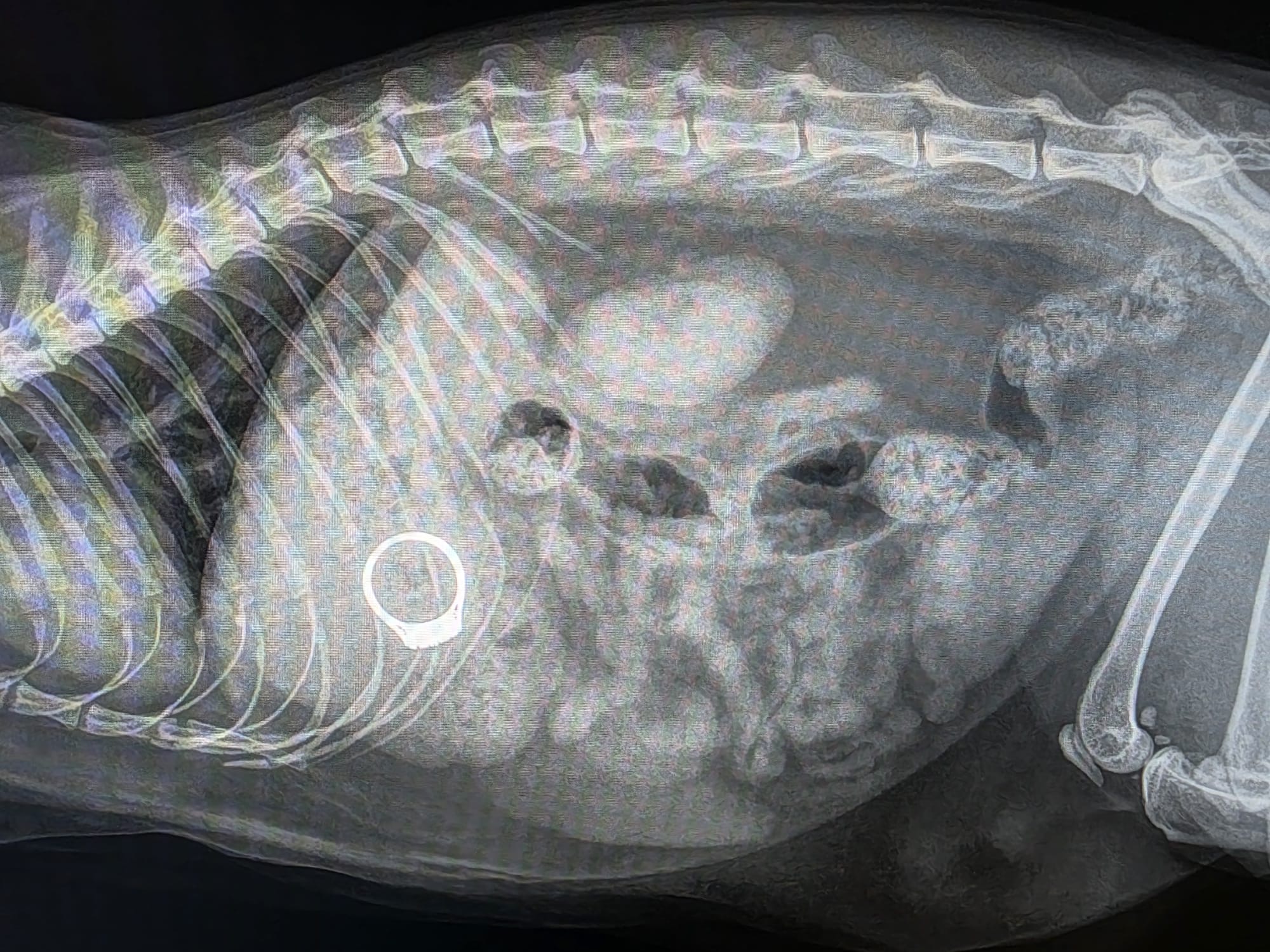 An Unusual Foreign Body: Su the Cat Who Swallowed a Ring