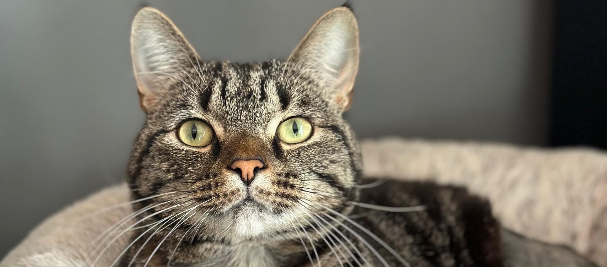 Complex Pelvic Fracture Repair: Remy’s Recovery