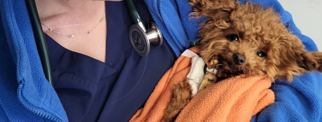 Tiny Patient, Big Recovery: Meet Mabel