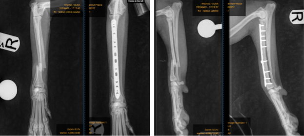 From Fetch to Fracture: Rosie’s Orthopaedic Journey