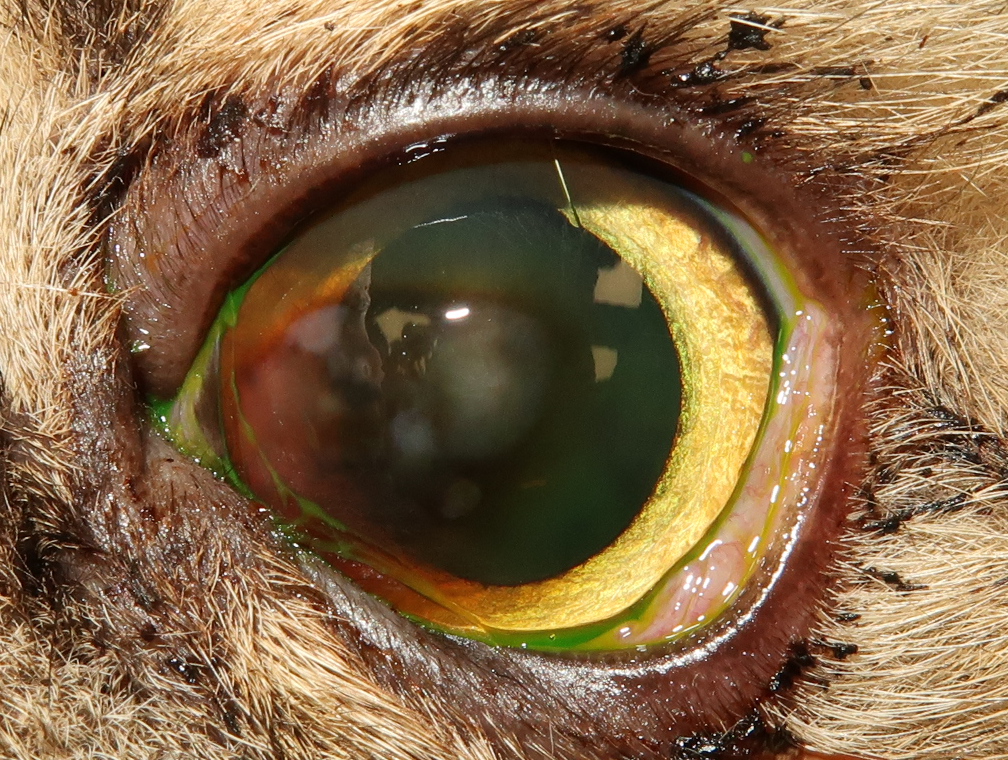 Understanding Corneal Sequestrums in Cats