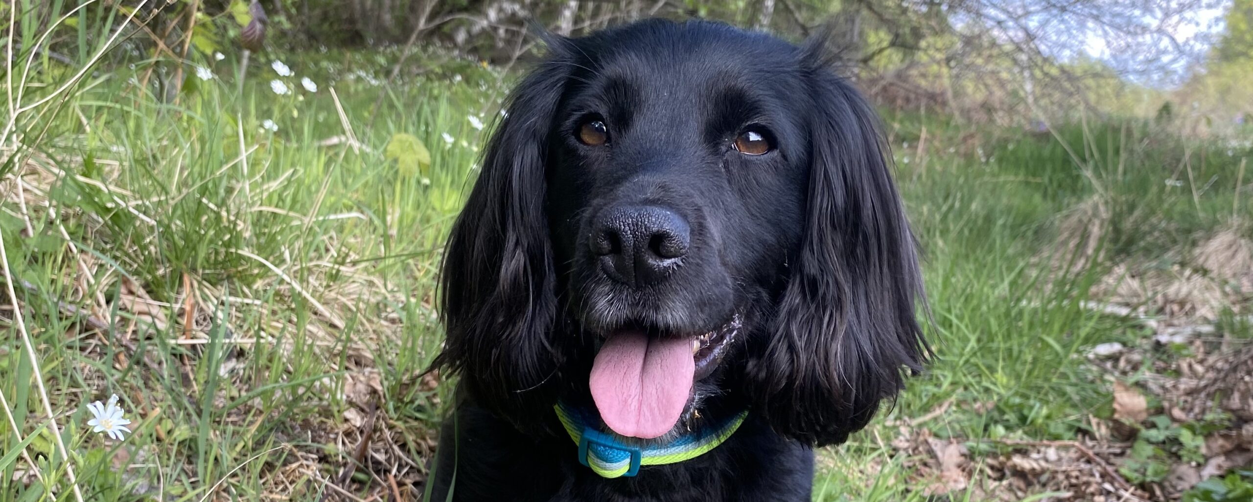 Lula’s Remarkable Recovery After a Severe Stick Injury