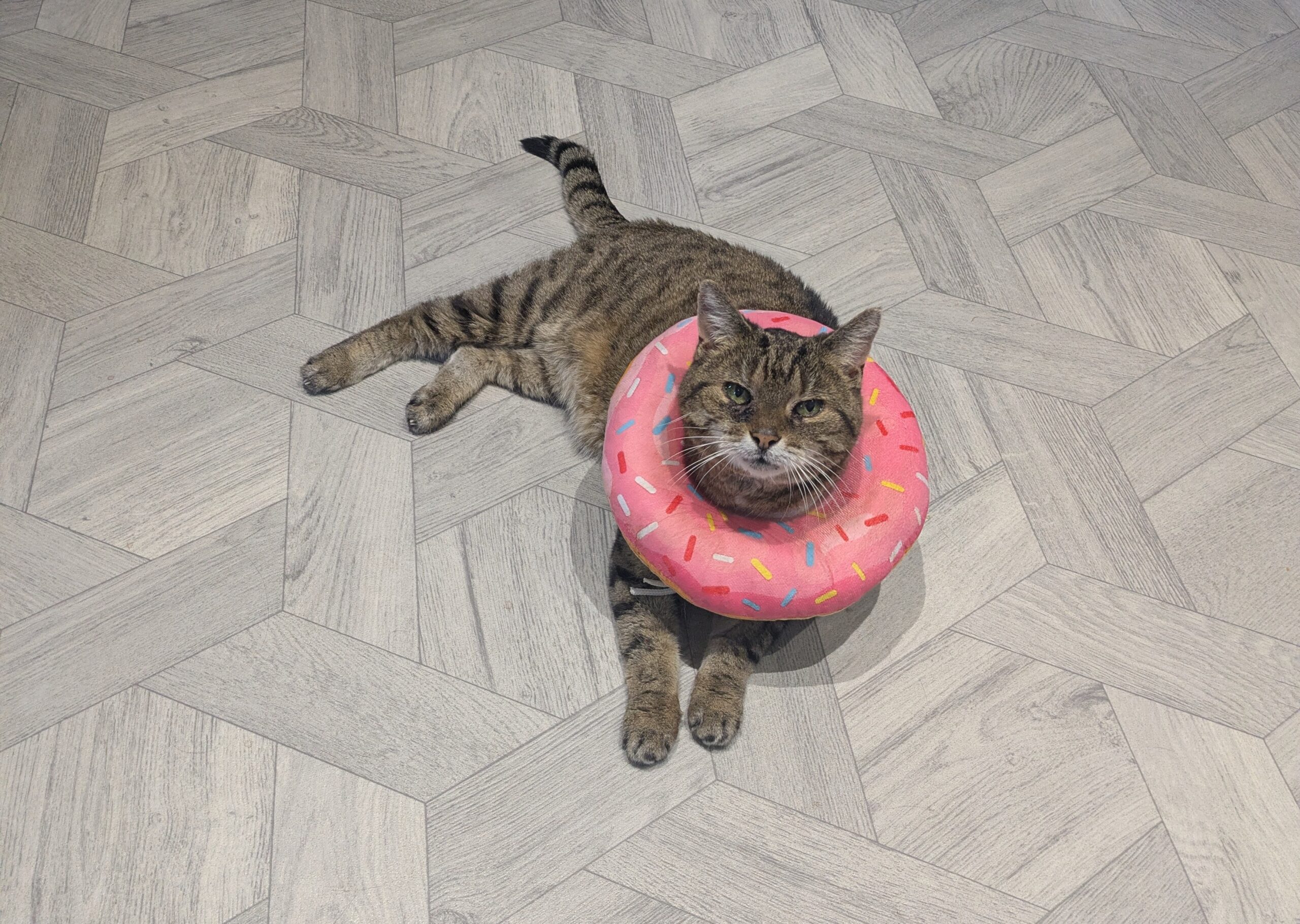 A New Lease of Life for 17-Year-Old Daisy