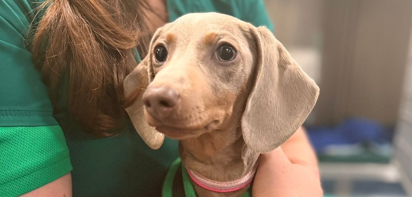 A Day in the Life of a Kennel Nurse at Bridge Referrals