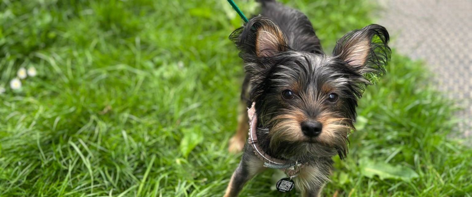 Coco’s Brave Recovery After a Front Leg Fracture