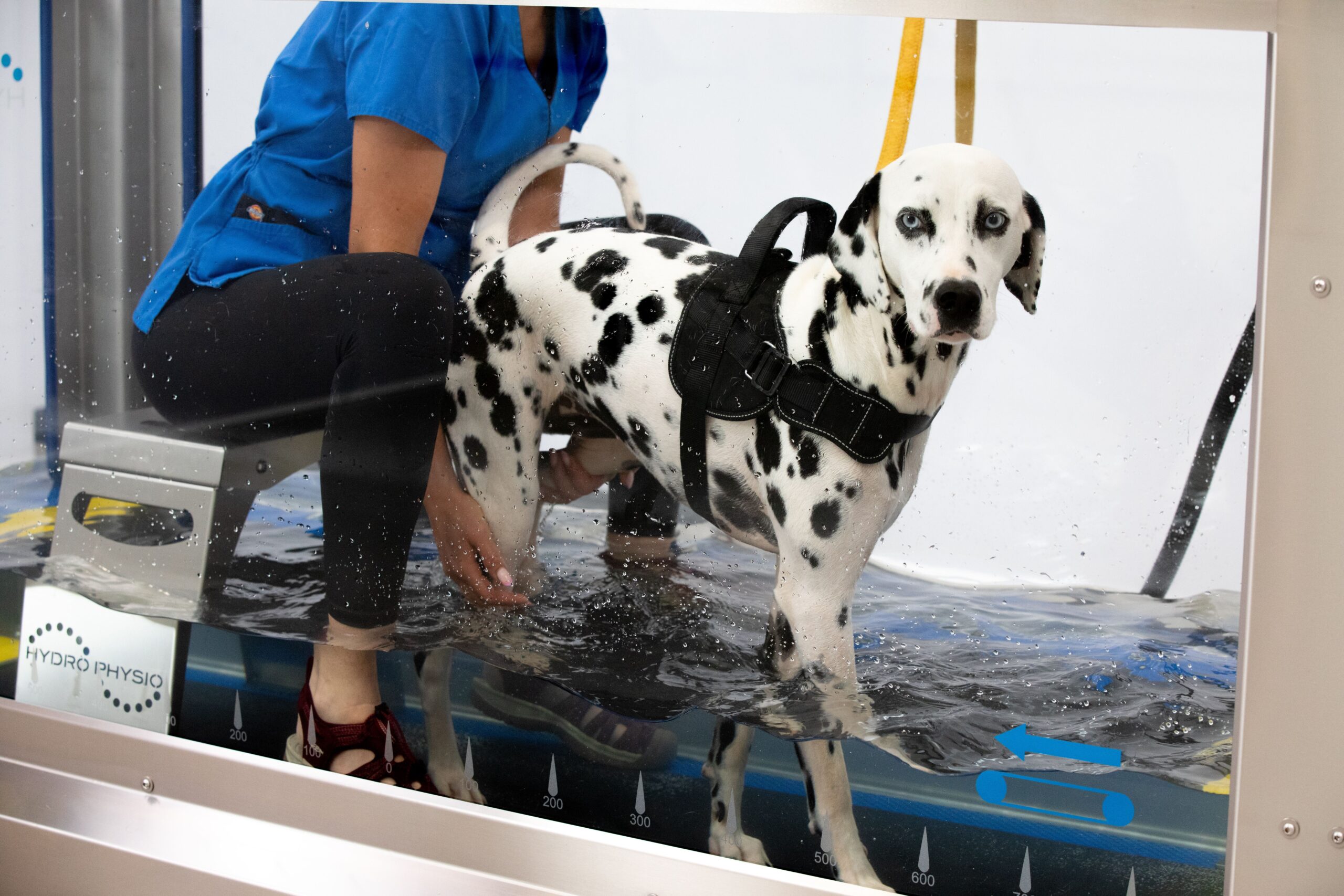 Supporting Recovery Every Step of the Way: Hydrotherapy & Physiotherapy at Bridge Referrals