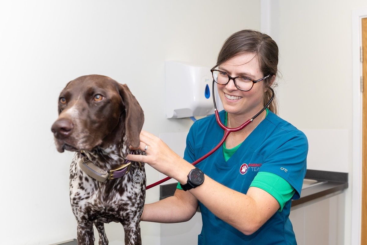 Meet Sophie Rawlinson: Leading the New Emergency Vet Team